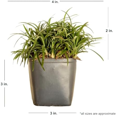 Dwarf Mondo Grass (Ophiopogon japonicus 'Nana') 18 Count Flat, 3.5" pots