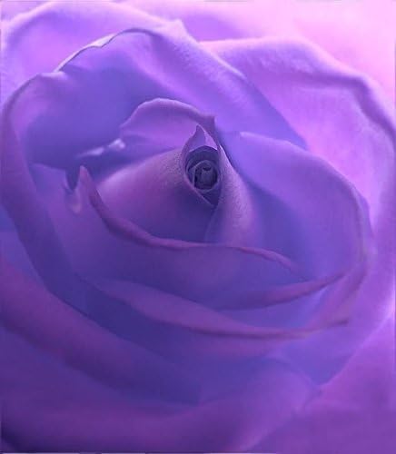 5 Purple Rose Rosa Bush Shrub Perennial Flower Seeds