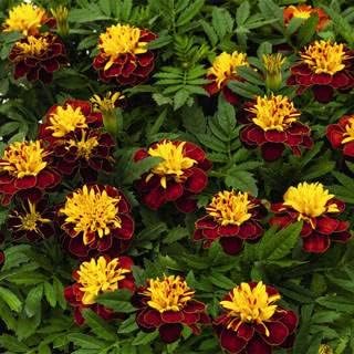Park Seed Whopper Mix Marigold Flower Seeds – Giant 4-Inch Double Blooms in Yellow, Gold & Orange, Compact and Weather-Resistant Plants, Easy to Grow for Beds or Containers – Pack of 25