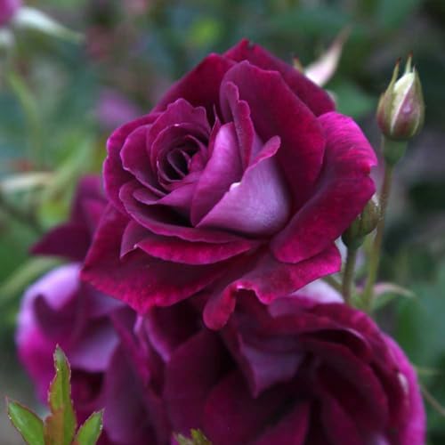 Heirloom Shrub Roses, Live Own Root Plant, Burgundy Iceberg™