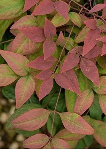 Blush Pink™ Nandina Heavenly Bamboo - Live Plant - Full Gallon Pot