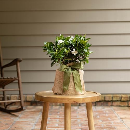 Gardenia Plant