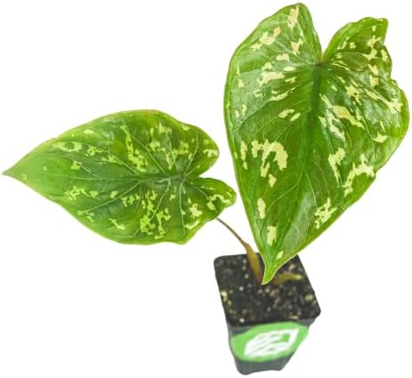 Stingray Elephant Ear Live Plant - Alocasia stringray by Wellspring Gardens - Alocasia - Unique Foliage - Versatile Plant - Tropical Plant