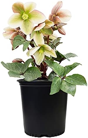 Live Plant Helleborus-X 'Ivory Prince' (Christmas Rose) Walhelivor Perennial, 1-Gallon Potted Plant from Green Promise Farms