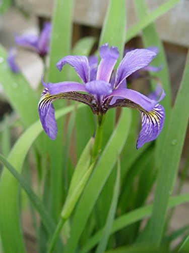 Iris versicolor (Northern Blue Flag Iris) Perennial, blue flowers, 1 - Size Container