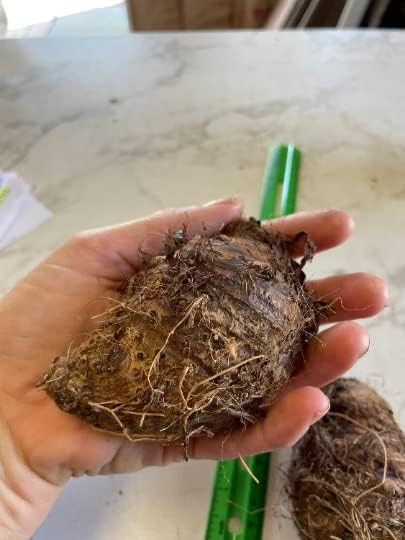 2 Upright Elephant Ear Bulbs- Nice Bulbs!
