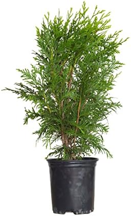 Green Giant Arborvitae (2.5 Quart) Fast-Growing Evergreen Thuja Tree with Green Foliage - Full to Partial Sun Live Outdoor Plant