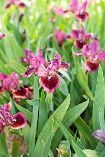 Breck's Bulbs and Perennials Cat's Eye Dwarf Bearded Iris, Live Bareroot Plant, Rose-red Flowers (1-Pack)