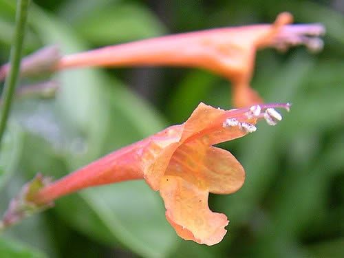 30 AGASTACHE Mix Agastache Aurantiaca Flower Seeds