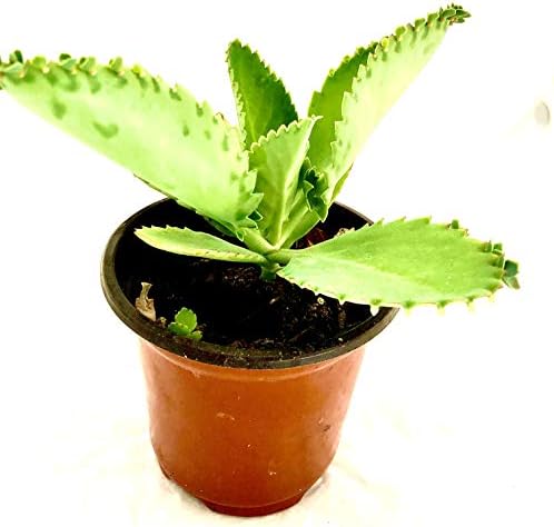 Mother of Thousands-Kalanchoe Daigremontiana-Mexican Hat Live Plant