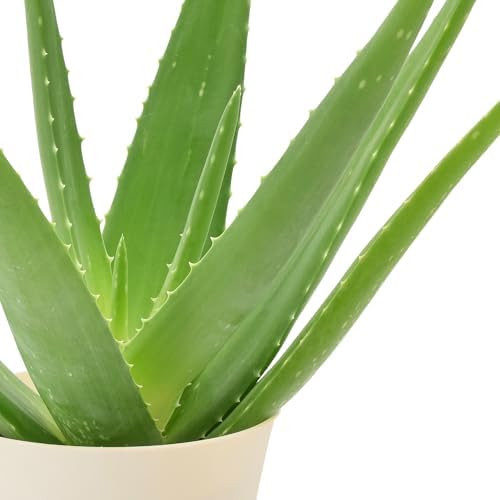 Arcadia Garden Products Live Aloe Vera Succulent Easy Indoor Houseplant in Plastic Pot, Air Purifying Ornamental Plant Gift for Home and Garden Decor