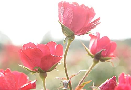 Perfect Plants Red Drift Roses Live Plants, 3 Gallon, Ground Cover Bush