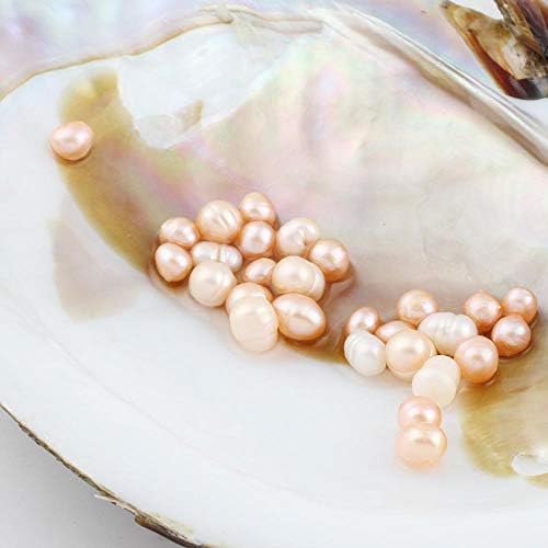 Oyster Pearls, Freshwater Cultured Big Oysters with Pearls Inside | Freshwater Cultured Oysters, Big Pearls Inside, Ideal For Home Decoration