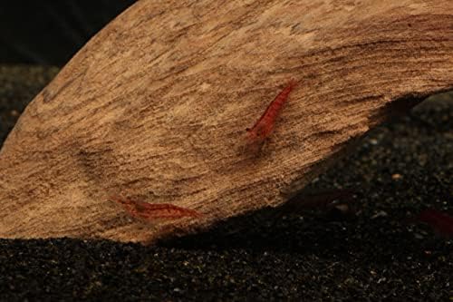 Imperial Tropicals 25 Cherry Shrimp - Neocaridina (1/3"-1/2") - USA Born and Raised!