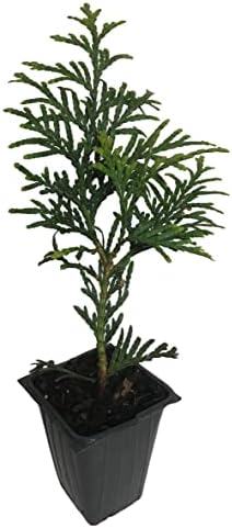 10 Thuja Green Giant Arborvitae 7-10 inches Tall Trees