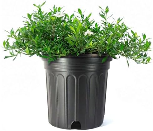 American Plant Exchange Gardenia Tree – Live Evergreen in Large 8-Inch Pot, Fragrant White Blooms, Easy-Care Indoor & Outdoor Flowering Tree for Home, Patio & Garden Décor