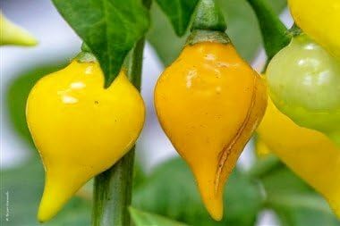 Binquinho Yellow Pepper 10+ Seeds