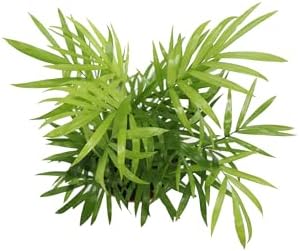 Victorian Parlor Palm (Neanthe Bella Palm) - 4'' from California Tropicals