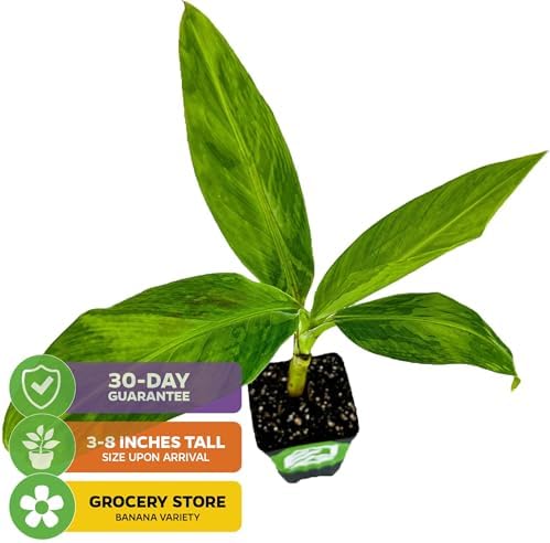 Ice Cream Banana Tree (1-Pack) Live Plants by Wellspring Gardens | Easy to Grow Plants for Nature Lovers & Gardeners- Outdoor Planting in Patio | Musa acuminata