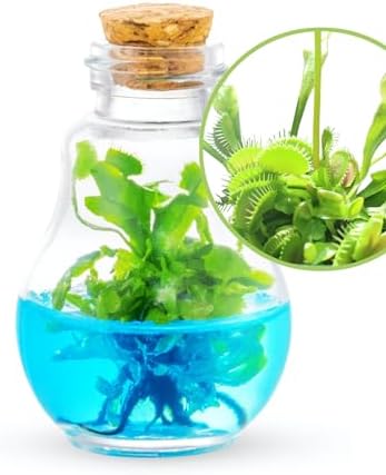 Venus Fly Trap, Grow Your Own Venus Flytrap in a 100% Self Sustaining Glass Terrarium, Maintenance Free, Easy to Grow, Healthy Growth Guarantee