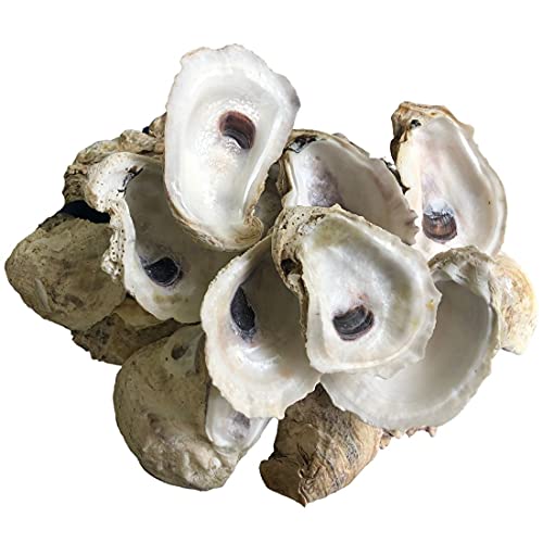 | Oyster Shells 3" - 4" | 24 Pieces • Free Two Day Shipping