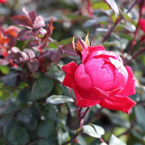 Brighter Blooms - Double Knock Out® Rose Shrub, 1 Gallon - No Shipping to AK, AZ, HI