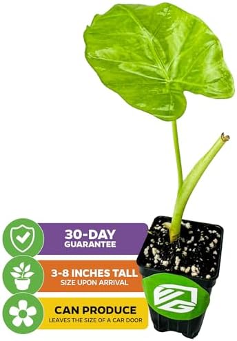 Thailand Giant Elephant Ear Live Plant - Colocasia gigantea by Wellspring Gardens - Elephant Ear Plant, Colocasia Gigantea, Elephant Ear Plant Live, Exotic Elephant Plant, Tropical Garden Design Ideas