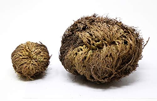 Saint Terra - Rose of Jericho Flower the Resurrection Plant, Jumbo Size, 5 to 6 Inches Wide