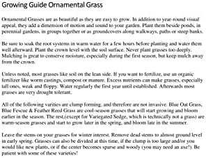 2 Horsetail Grass in 4 Inch Pots (2 Four Inch Pots with The Grass 3-6 Canes) in Each Pot