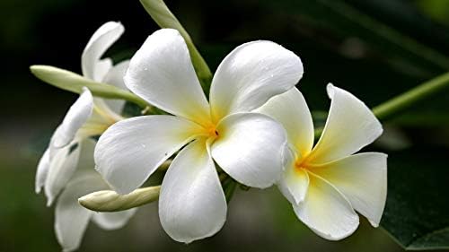 4 Hawaiian Plumeria Plant Cutting Craft Kit -Project for DIY Gardening | 4 Pack Mixed Color Educational Activities and Creative Hobby Learning