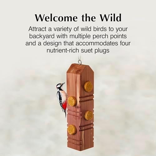 C&S Peanut Delight No Melt Suet Dough Plugs, Suet Plugs for Wild Birds, 12 Oz, 4 Count