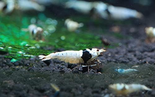 Live Freshwater Aquarium Shrimp - Caridina (Crystal Red Shrimp S-SSS Grade, 5 Pack)