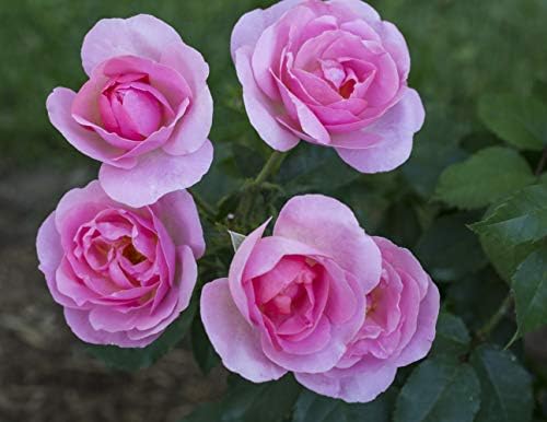 Knock Out Roses - Rosa White Knock Out (Rose) Rose, white flowers, #3 - Size Container