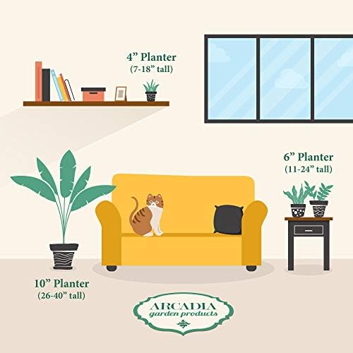Arcadia Garden Products Live Aloe Vera Succulent Easy Indoor Houseplant in Plastic Pot, Air Purifying Ornamental Plant Gift for Home and Garden Decor