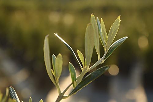Arbequina Olive Tree - Live Plant, Includes Special Blend Fertilizer & Planting Guide