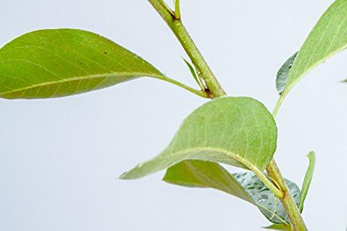 Orient PEAR Tree - Size: 3-4 ft, Live Plant, Includes Special Blend Fertilizer & Planting Guide