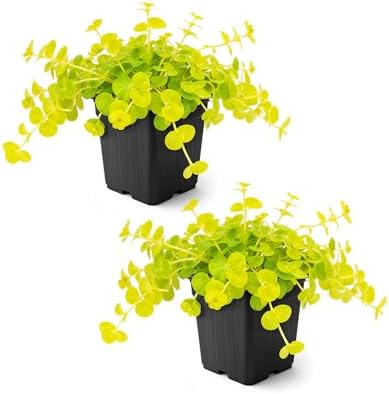 Creeping Jenny (Lysimachia nummularia) (2 Pack) - Live Trailing Ground Cover Perennial, 6" Tall by 4" Wide in 1 Pt Pot