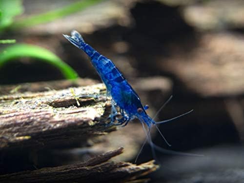 5 Live Freshwater Dream Blue Velvet Shrimp (Neocaridina davidi) - Breeding Age Adults at 1/2 to 1 Inch Long