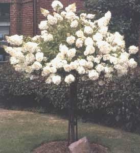 Unique Hydrangea Paniculata - Live Plant Shipped 2 Feet Tall by DAS Farms