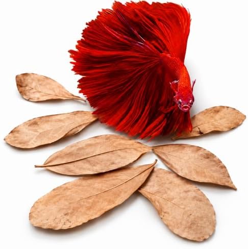 SunGrow 50 pcs Catappa Indian Almond Leaves – 2” Water Conditioner for Betta Fish Tank, Aquarium Leaf for Fish Breeding, Shrimp, Goldfish