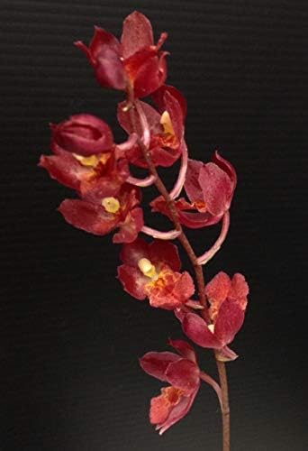 Hwra Lava Burst Puanani - Super Easy to Grow and Bloom, Cute Miniature Orchid, Mildly Fragrant, Lots of Fun! (NOT in Bloom/Bud When Shipped)