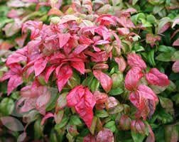 (3 Gallon) NANDINA Firepower - Dwarf Evergreen That Has an Upright Crown Appearance. Very Colorful Lime Green Foliage Tinged with Orange and Red in