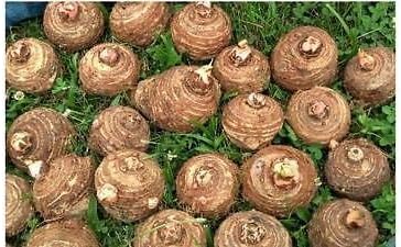 5 Live Colocasia Esculenta Elephant Ear Taro Gabi Kalo Eddo Bulbs Ready to Grow NHKM34