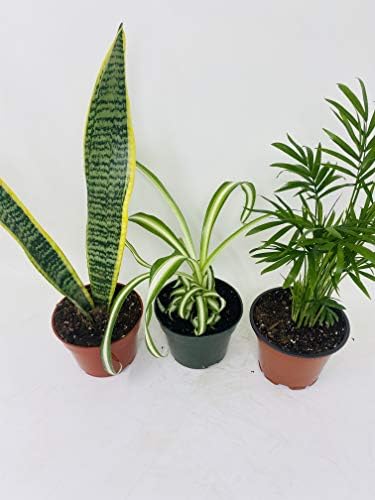 House Plant Collection - Parlor Palm, Spider Plant, Snake Plant
