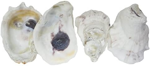 U.S. Shell Oyster Shells,3"-3.75"