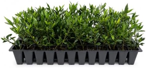 Frostproof Gardenia - 10 Live Plants - Fragrant Blooming Shrub - Gardenia Jasminoides