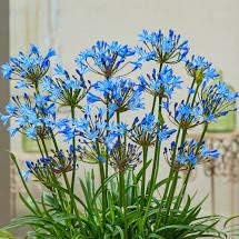 Summer Love Blue Agapanthus Starter Plant, Root Start, SeedsBulbsPlants&More