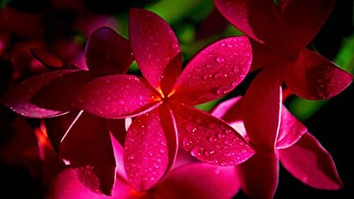Red Plumeria Frangipani Plant Cutting Hawaii Cx8