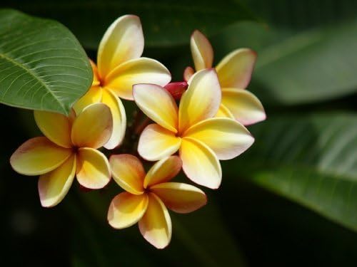 Hawaiian Plumeria Cuttings 2Pk 1 Red & 1 Yellow mb6544 Discount Hawaiian Gifts