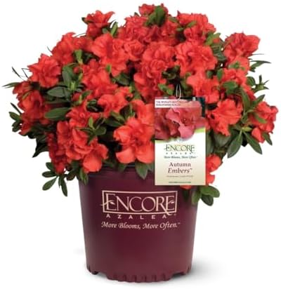 Encore Azalea Autumn Embers (1 Gallon) Red - Orange Flowering Shrub - Full Sun Live Outdoor Plant